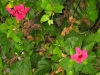 Flowers 8